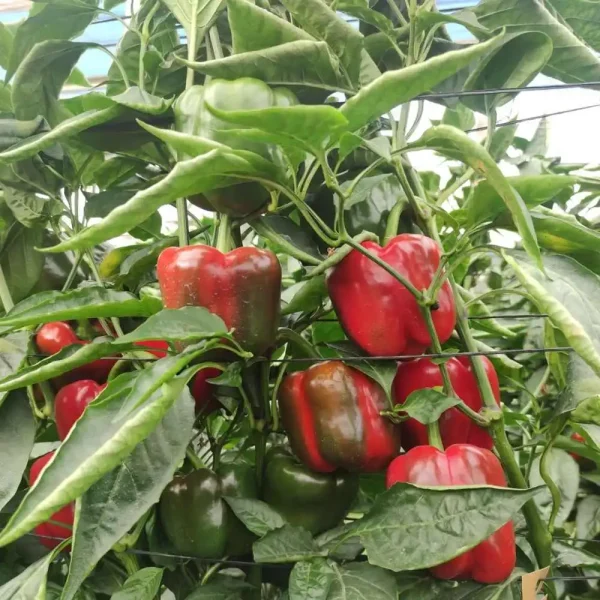 Hạt giống ớt chuông đỏ