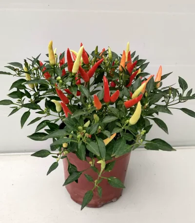 hạt giống ớt ngũ sắc