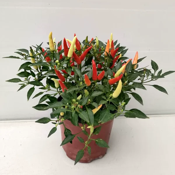 hạt giống ớt ngũ sắc