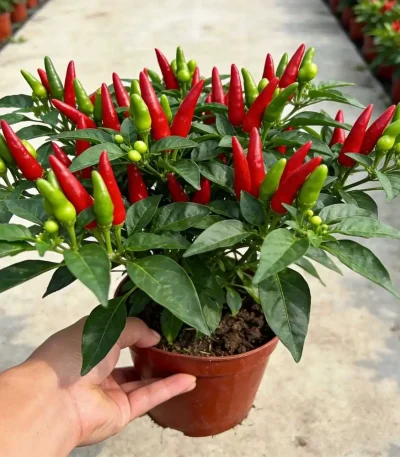 hạt giống ớt ngũ sắc