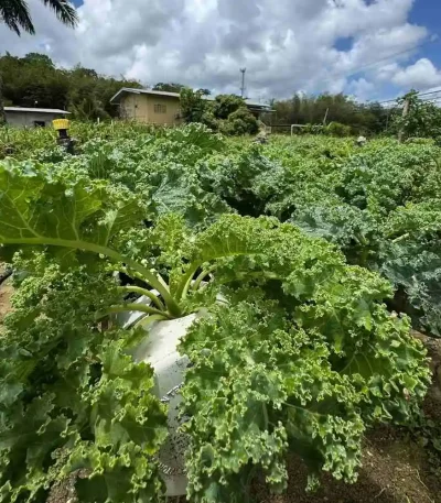 hạt giống rau cải xoăn,hạt giống cải xoăn kale,hạt giống cải xoăn kale khổng lồ