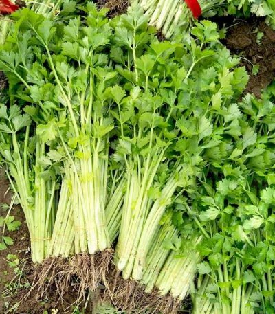 hạt giống cần tây chịu nhiệt