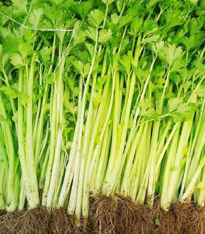 Hạt giống cần tây chịu nhiệt