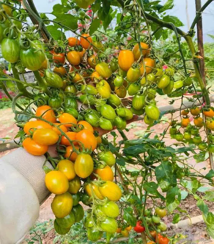 hạt giống củ quả