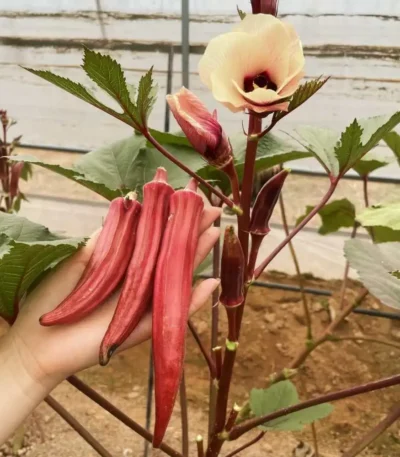 hạt giống đậu bắp đỏ