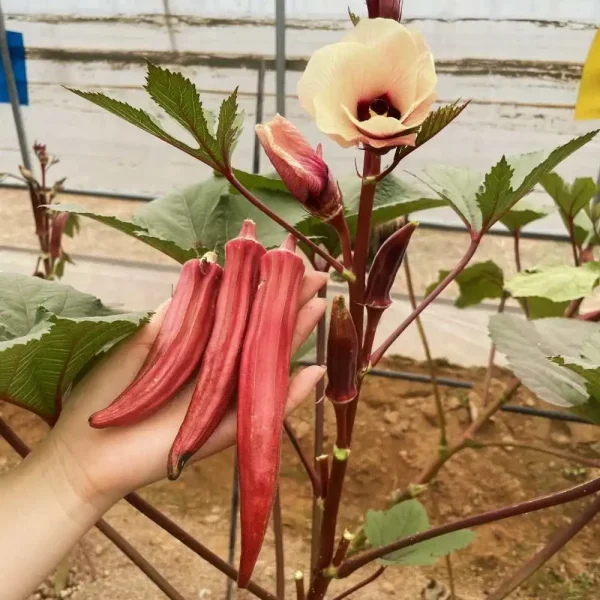hạt giống đậu bắp đỏ