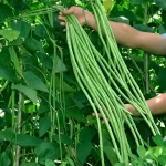 hạt giống đậu đũa