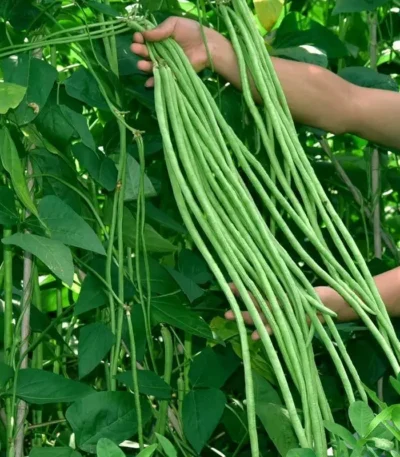 hạt giống đậu đũa