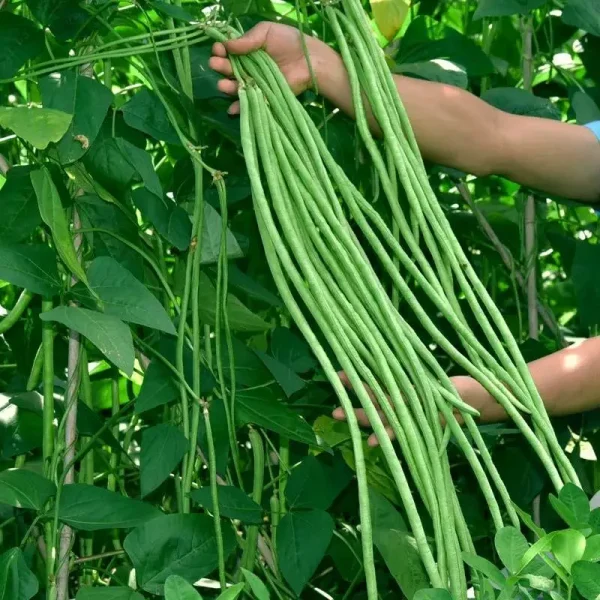 hạt giống đậu đũa