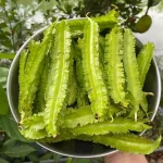 hạt giống đậu rồng