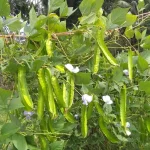 hạt giống đậu rồng