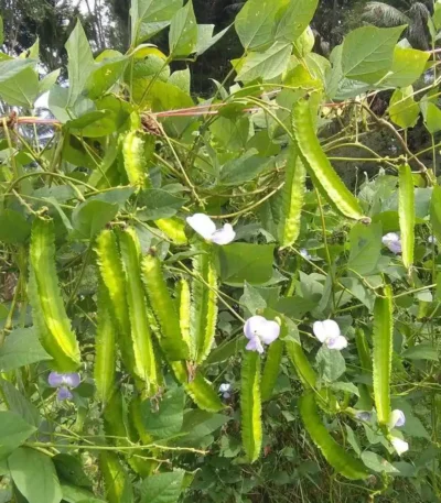 hạt giống đậu rồng