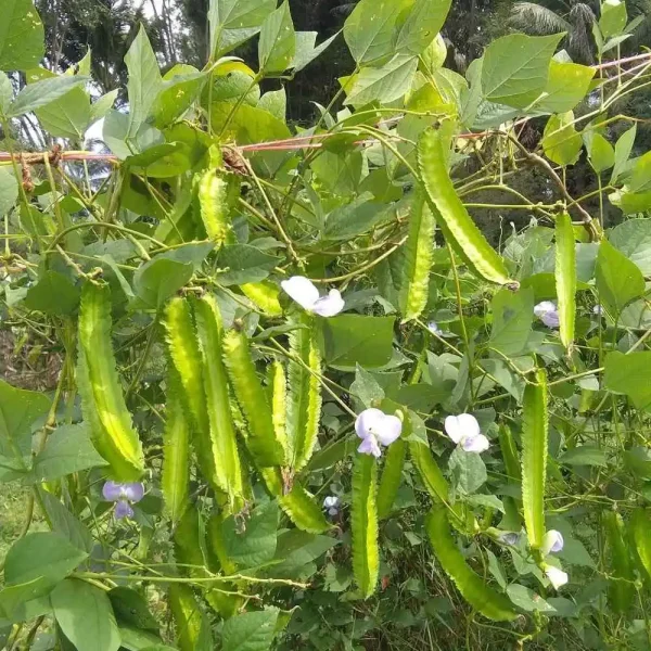 hạt giống đậu rồng
