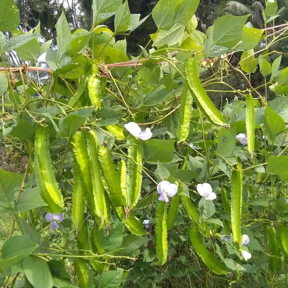 hat-giong-dau-rong12 hạt giống đậu rồng