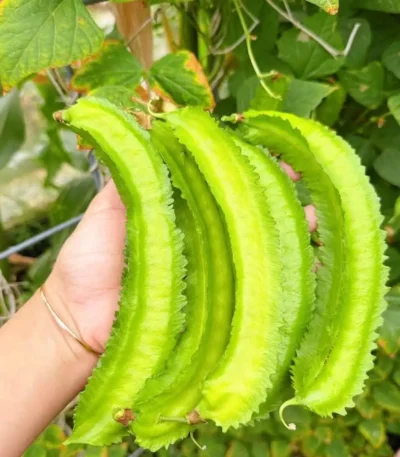 hạt giống đậu rồng
