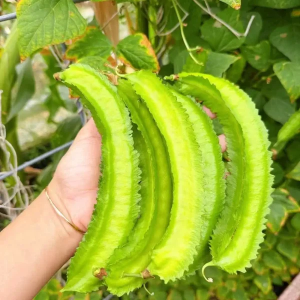 hạt giống đậu rồng