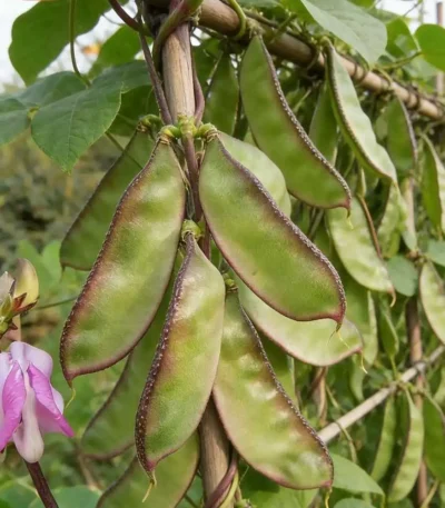 hạt giống đậu ván