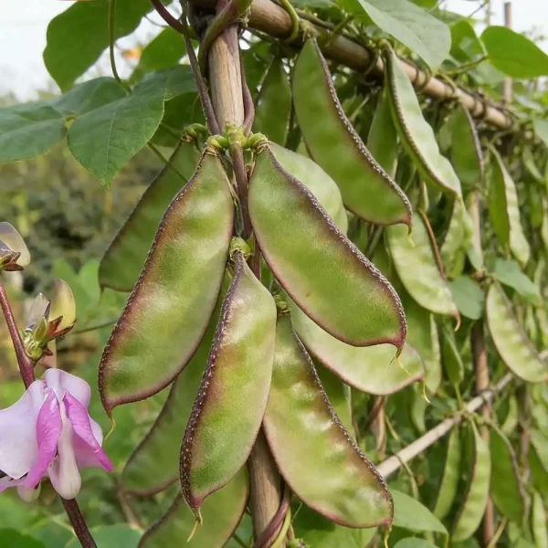 hạt giống đậu ván