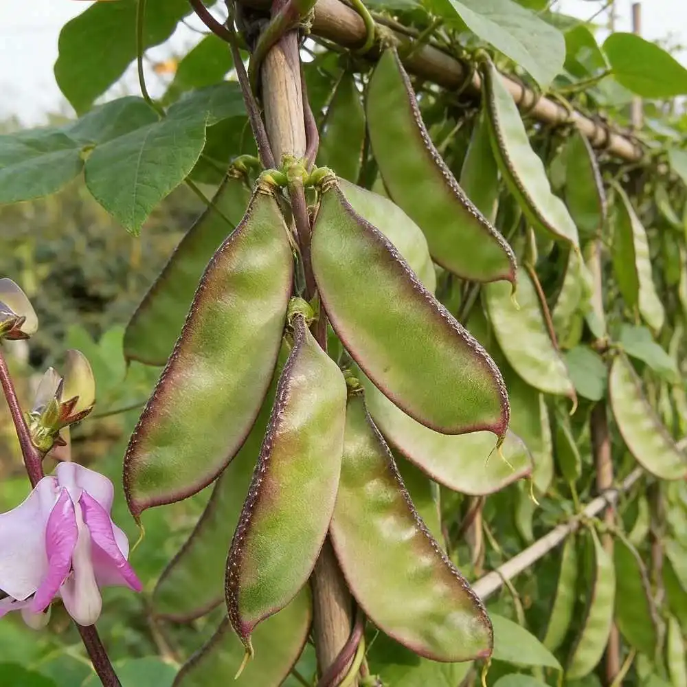 hat-giong-dau-van hạt giống đậu ván