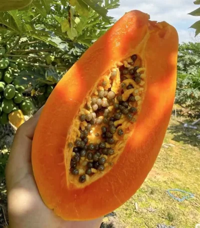hạt giống đu đủ ruột đỏ