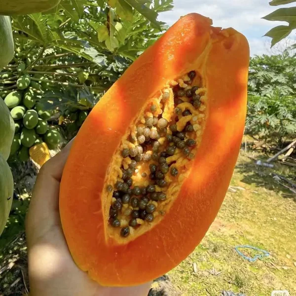 hạt giống đu đủ ruột đỏ