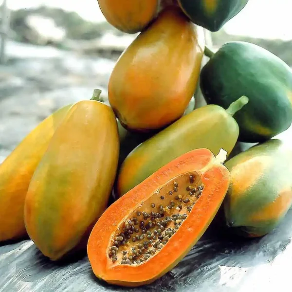 hạt giống đu đủ lùn