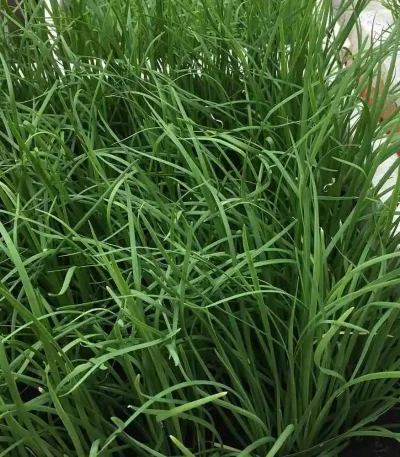 hạt giống hẹ xanh