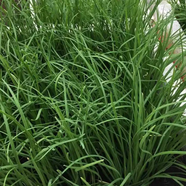 hạt giống hẹ xanh