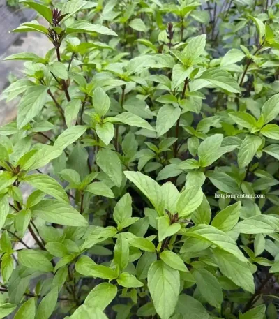 hạt giống húng quế