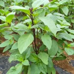 hạt giống rau húng quế