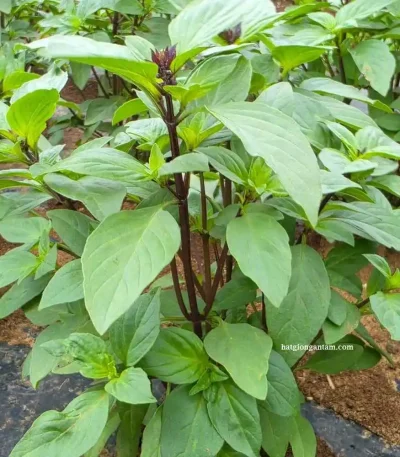 hạt giống rau húng quế