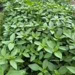 Hạt giống rau húng quế - Ảnh 4