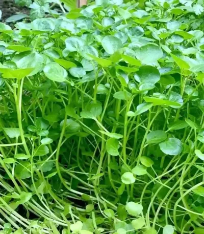 hạt giống rau cải xoong