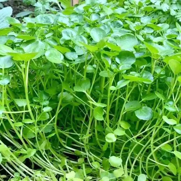 hạt giống rau cải xoong
