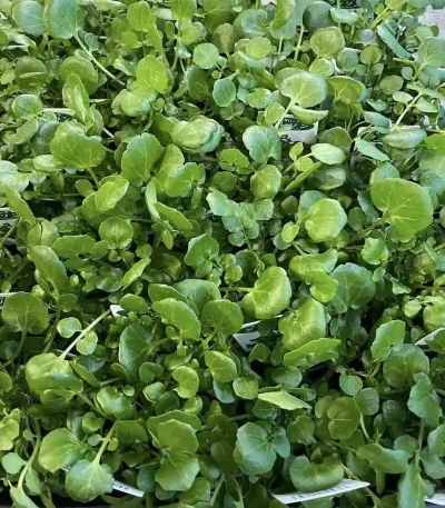 hạt giống cải xoong,hạt giống rau cải xoong