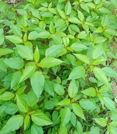 hạt giống rau đay