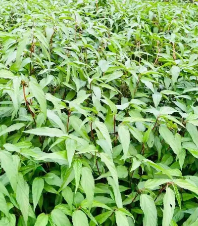 hạt giống rau đay đỏ