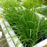 hạt giống hẹ xanh