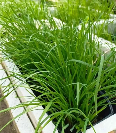 hạt giống hẹ xanh