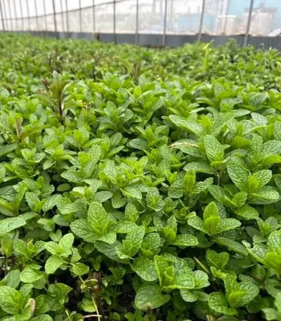 hạt giống húng bạc hà