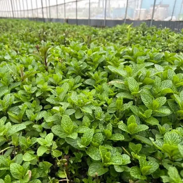 hạt giống húng bạc hà