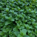 Hạt giống rau húng bạc hà - Ảnh 3