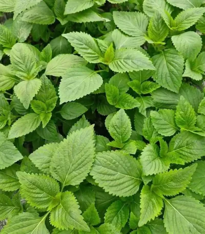 hạt giống kinh giới