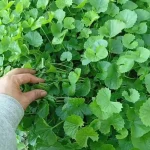 hạt giống rau má
