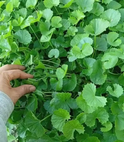 hạt giống rau má