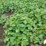 Hạt giống rau má lá nhỏ - Ảnh 2