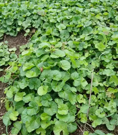 hạt giống rau má,hạt giống rau má lá nhỏ,hạt giống rau má hương