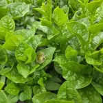 hạt giống rau mồng tơi