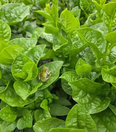 hạt giống rau mồng tơi