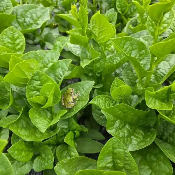 hạt giống rau mồng tơi